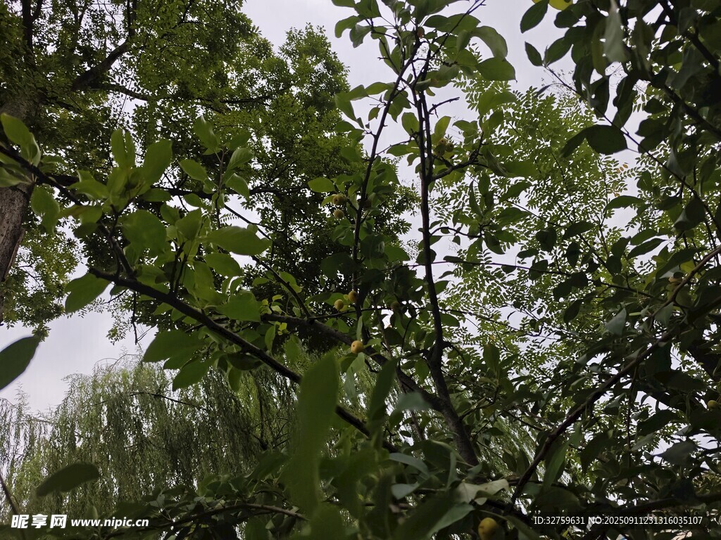 繁茂枝叶间的绿意景致