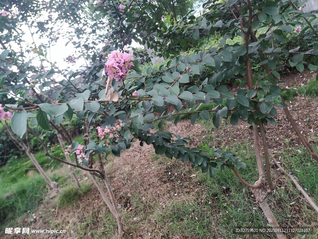 花园中绽放的娇艳花朵