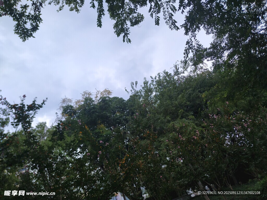 仰视繁茂绿树与天空