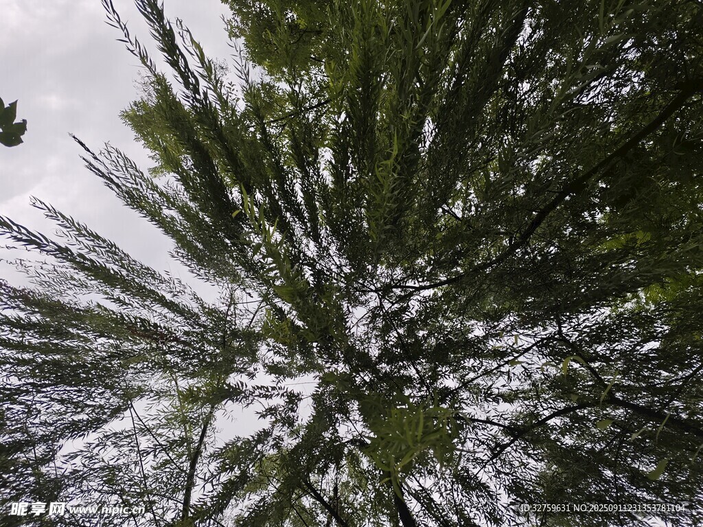仰视雪覆松树树冠