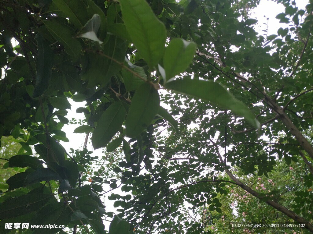 仰视繁茂枝叶的绿意景象