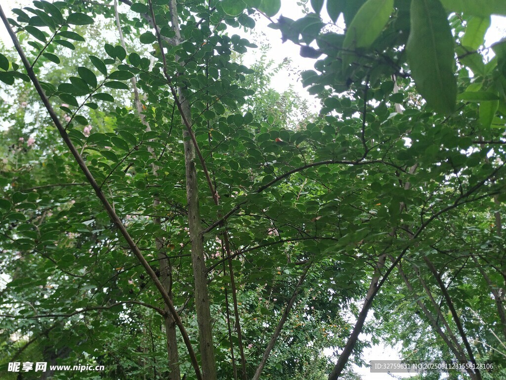 仰视茂密树林绿意盎然