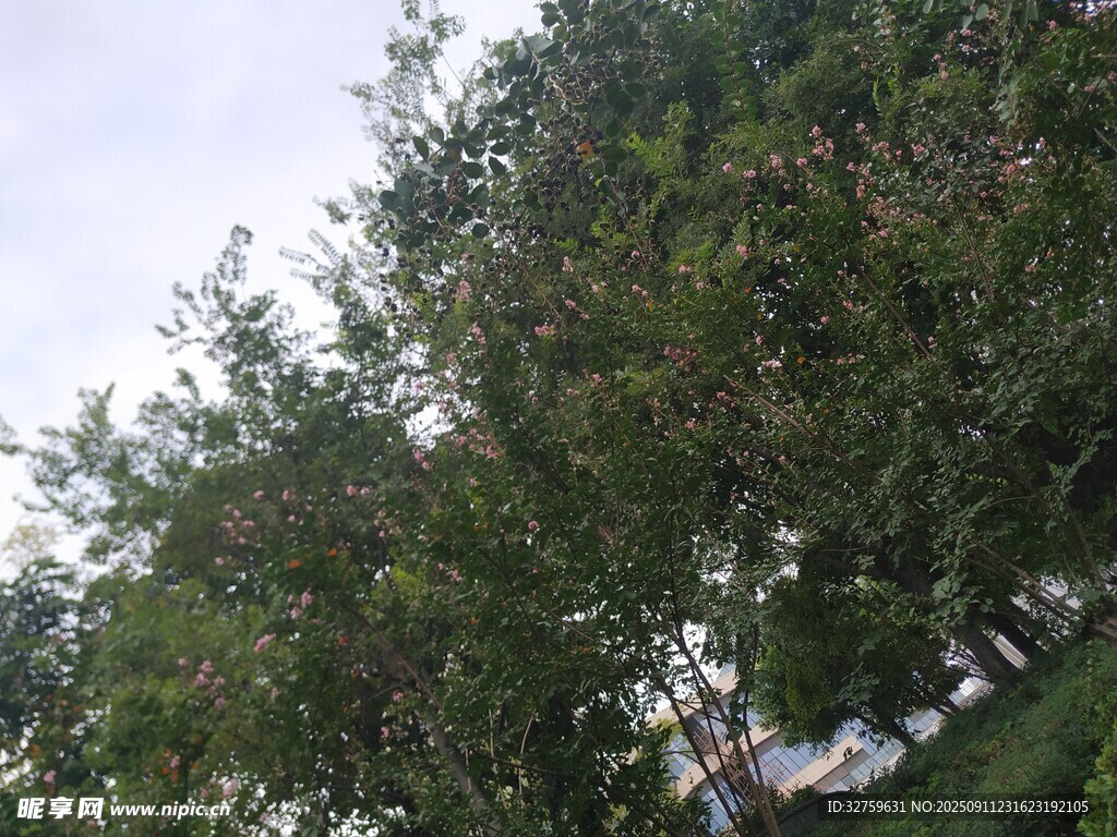 绿树成荫的户外景致