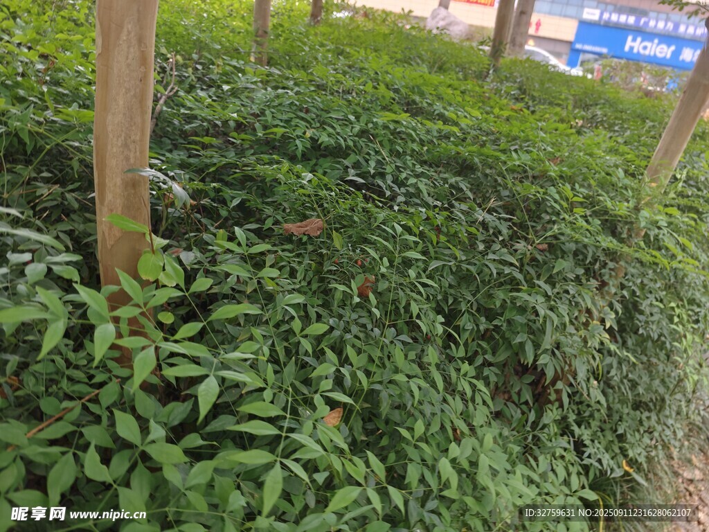 茂密绿植中的木桩景观