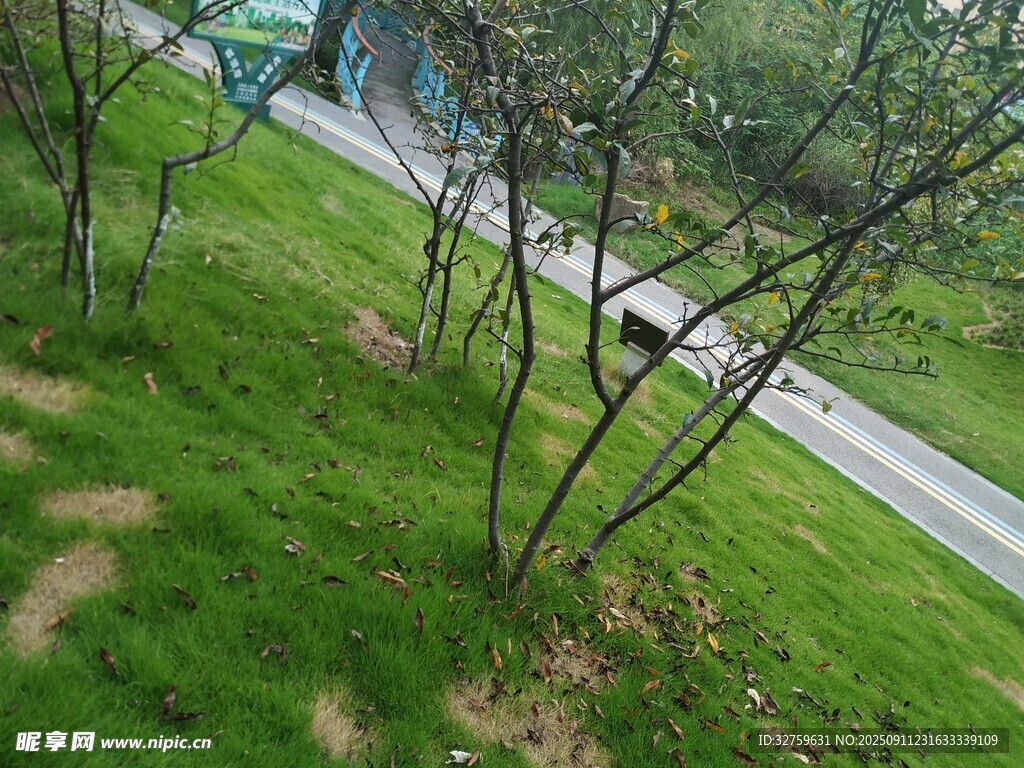 俯瞰路边绿意与车辆