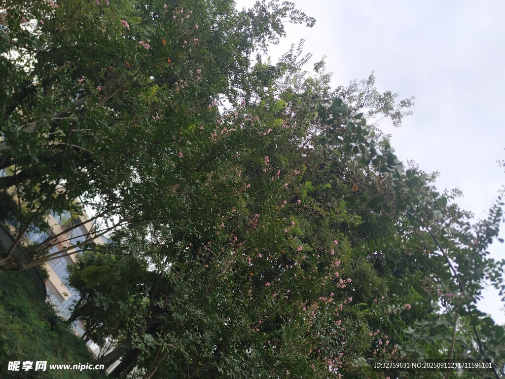 户外绿树景观