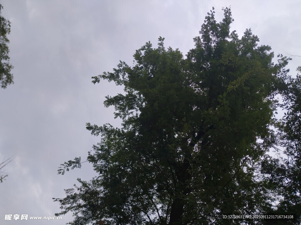 仰视茂密绿树