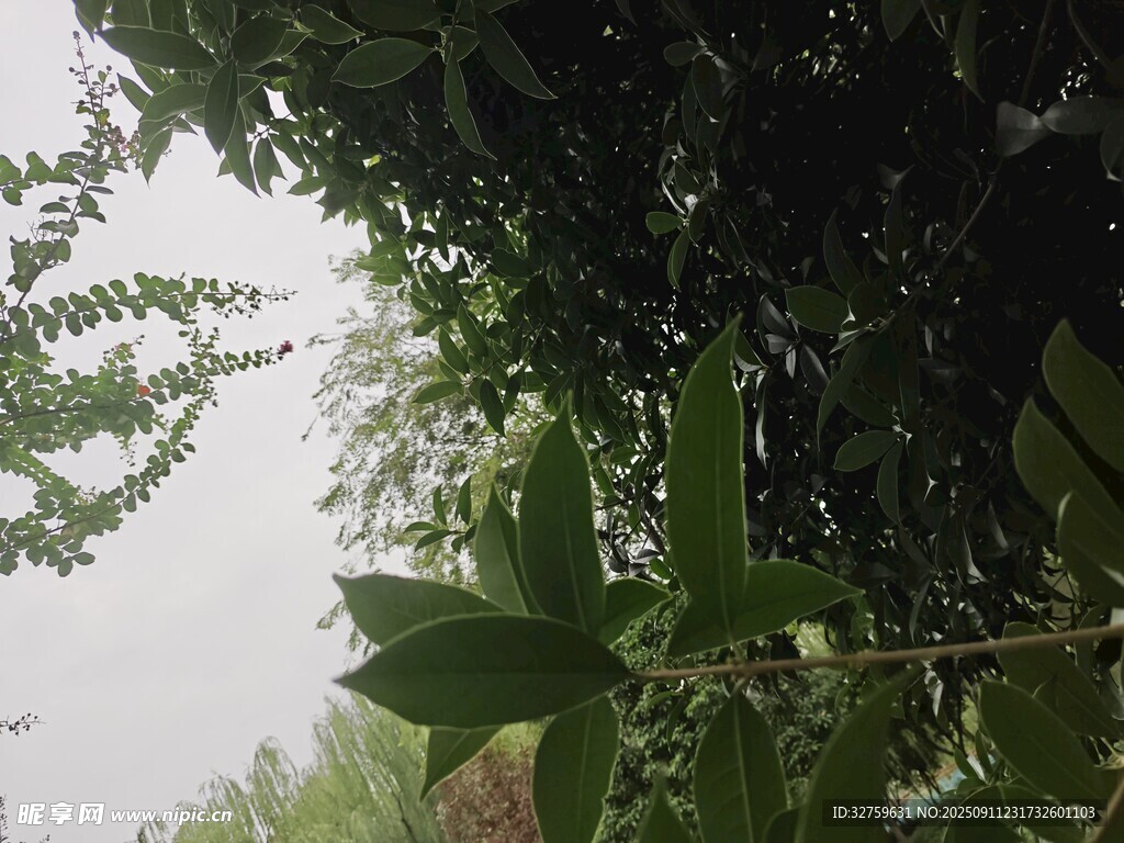 绿叶繁茂的植物景象