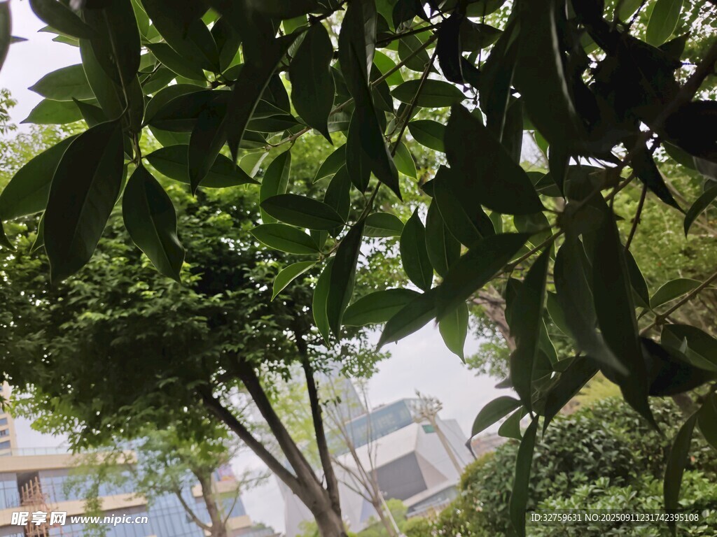 绿叶掩映下的城市建筑