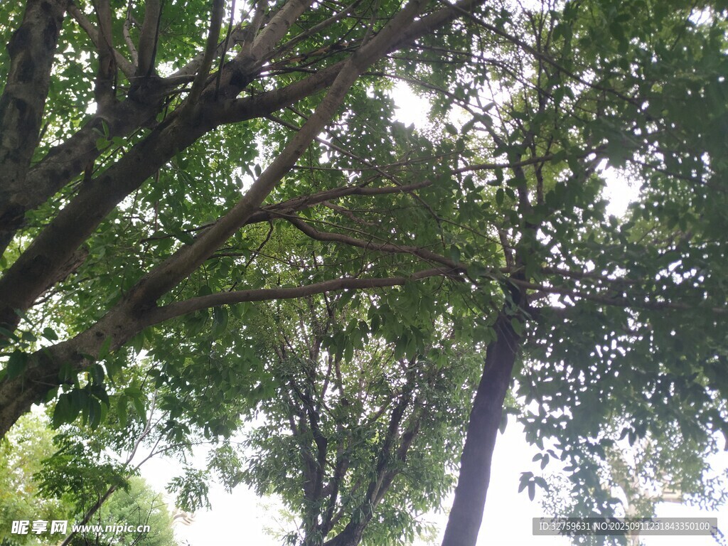 仰视茂密树林树冠