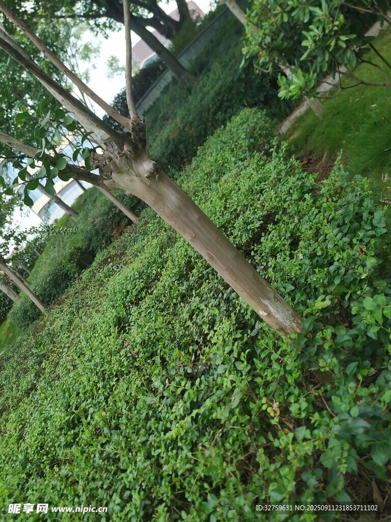 林间繁茂绿植与倾斜树干