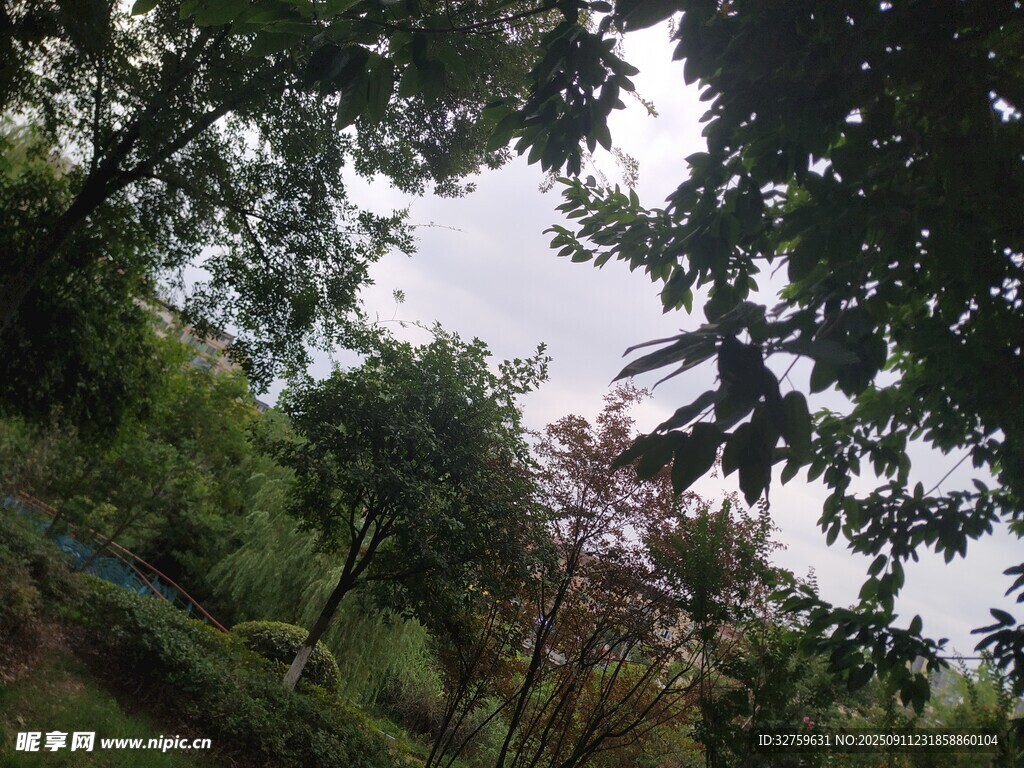 林间绿意 