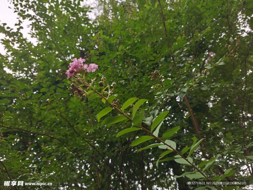 绿叶丛中绽放的娇艳粉花