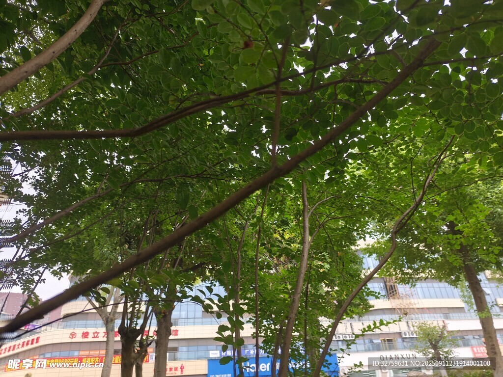 绿树掩映下的多彩建筑