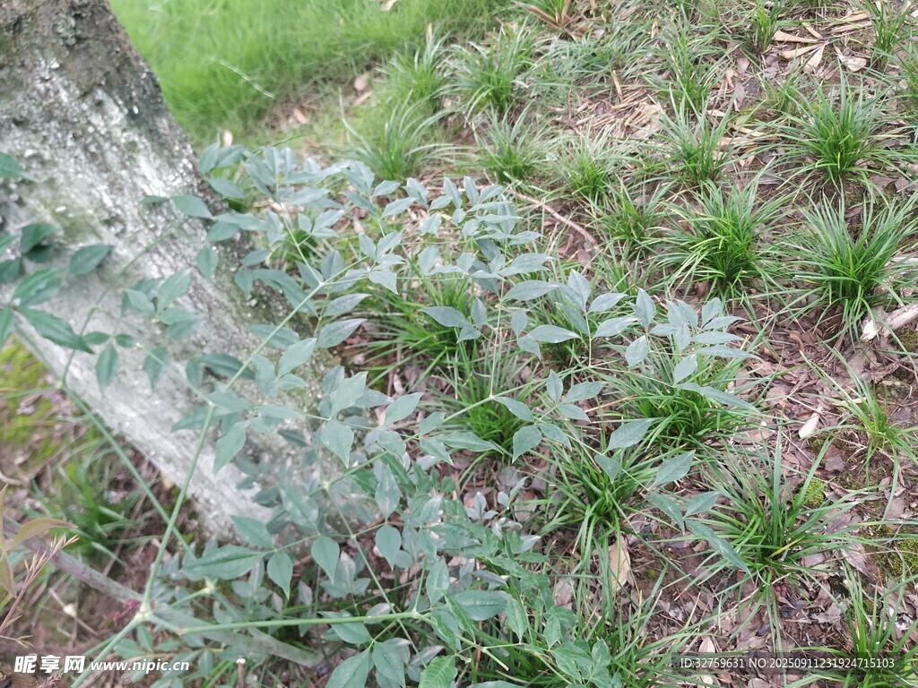 树下绿植景观