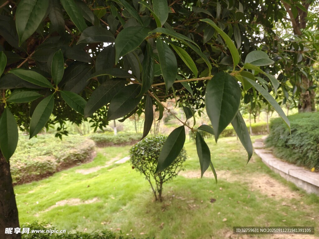 绿树成荫的静谧庭院角落