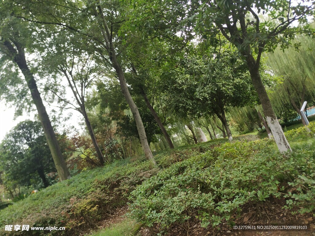 林间绿意盎然的自然景致