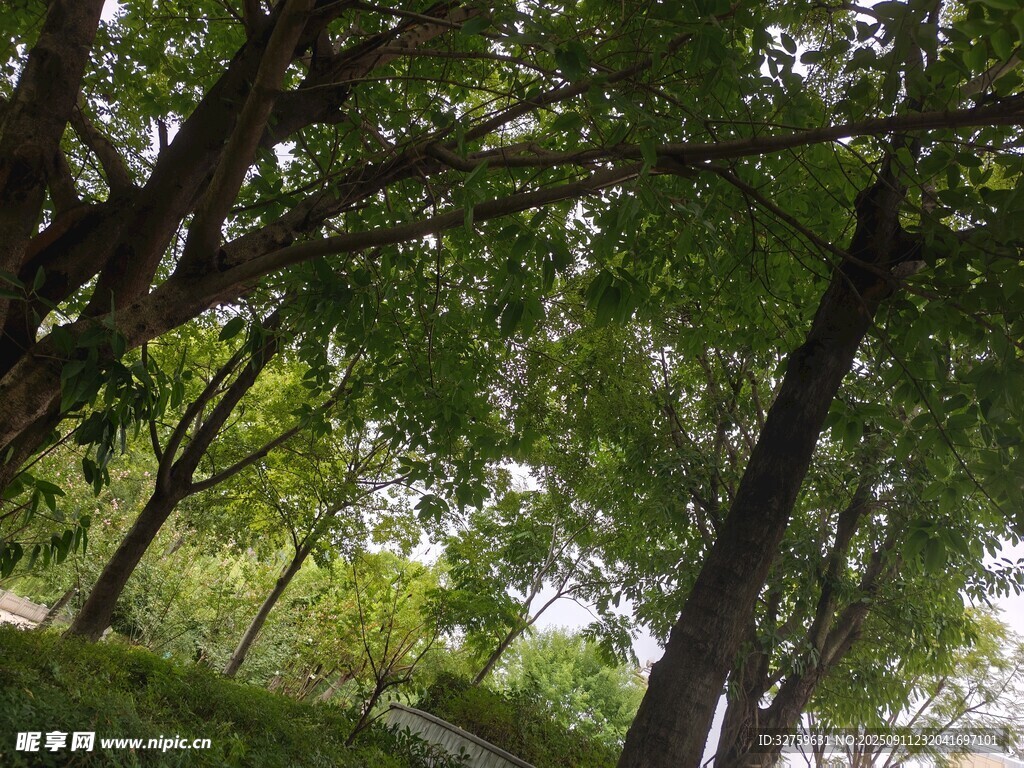 夏日林间绿意盎然