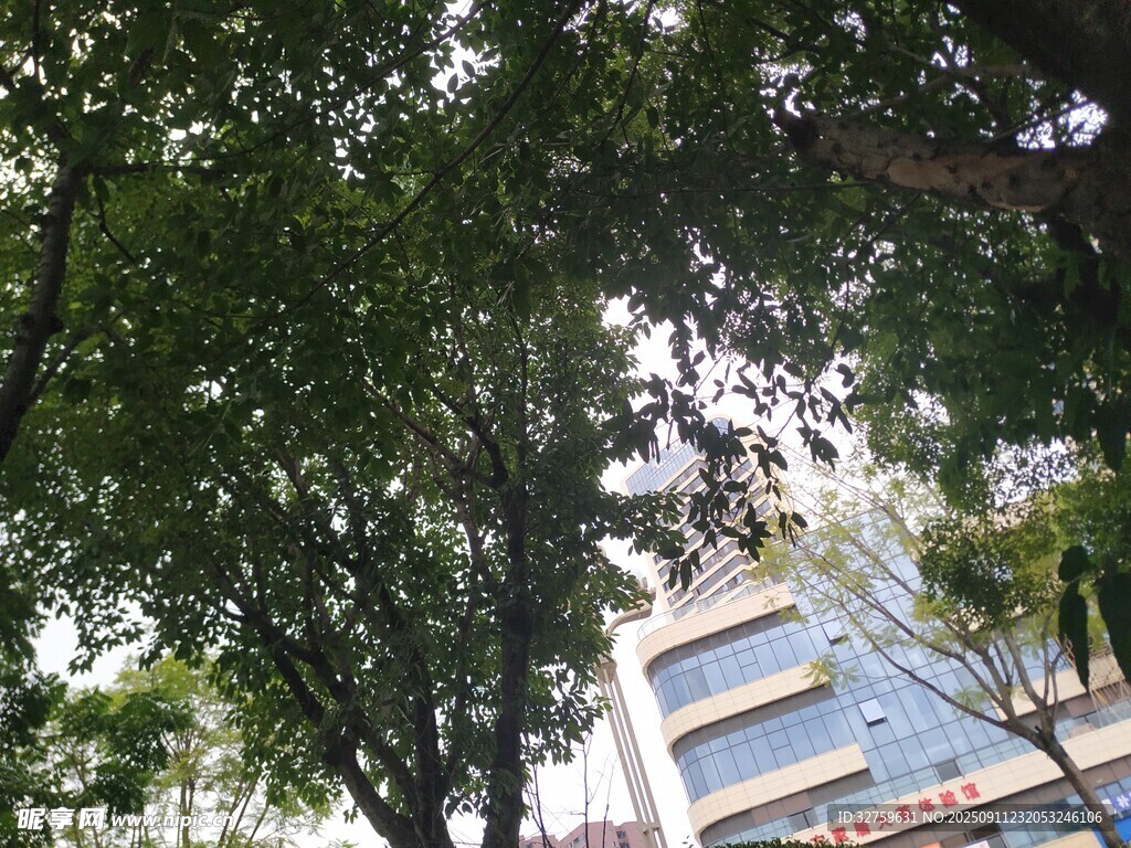绿树掩映下的现代建筑