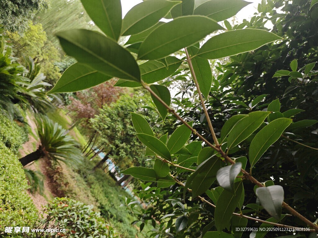 繁茂绿植中的清新景致
