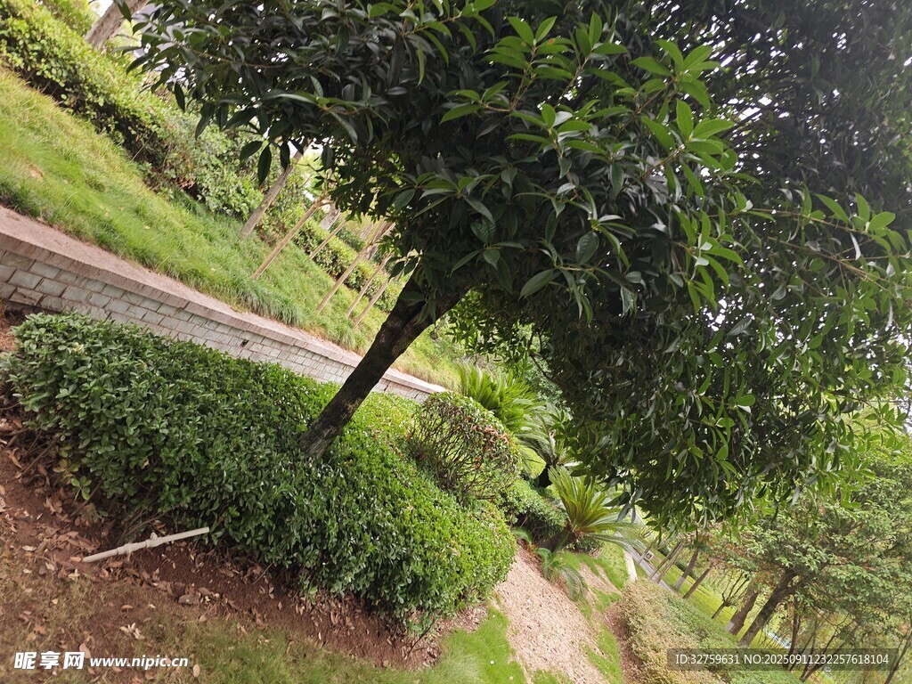 林间小径旁的葱郁绿植