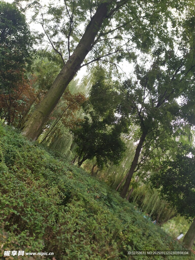 林间绿意盎然的自然景致