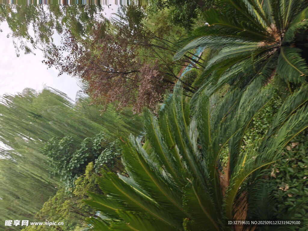 繁茂绿植景观