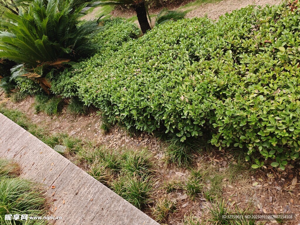 路边绿植景观