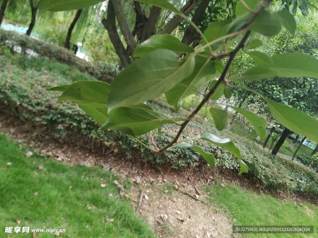 绿叶繁茂的树木景观
