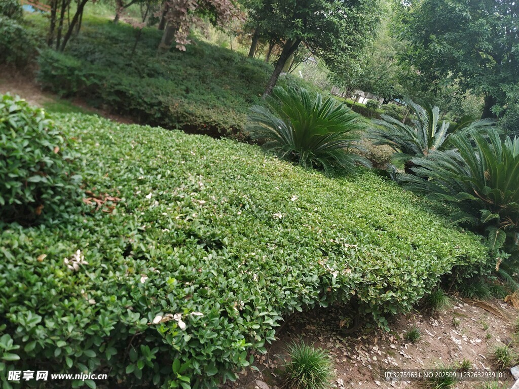 绿意盎然的户外绿植景观