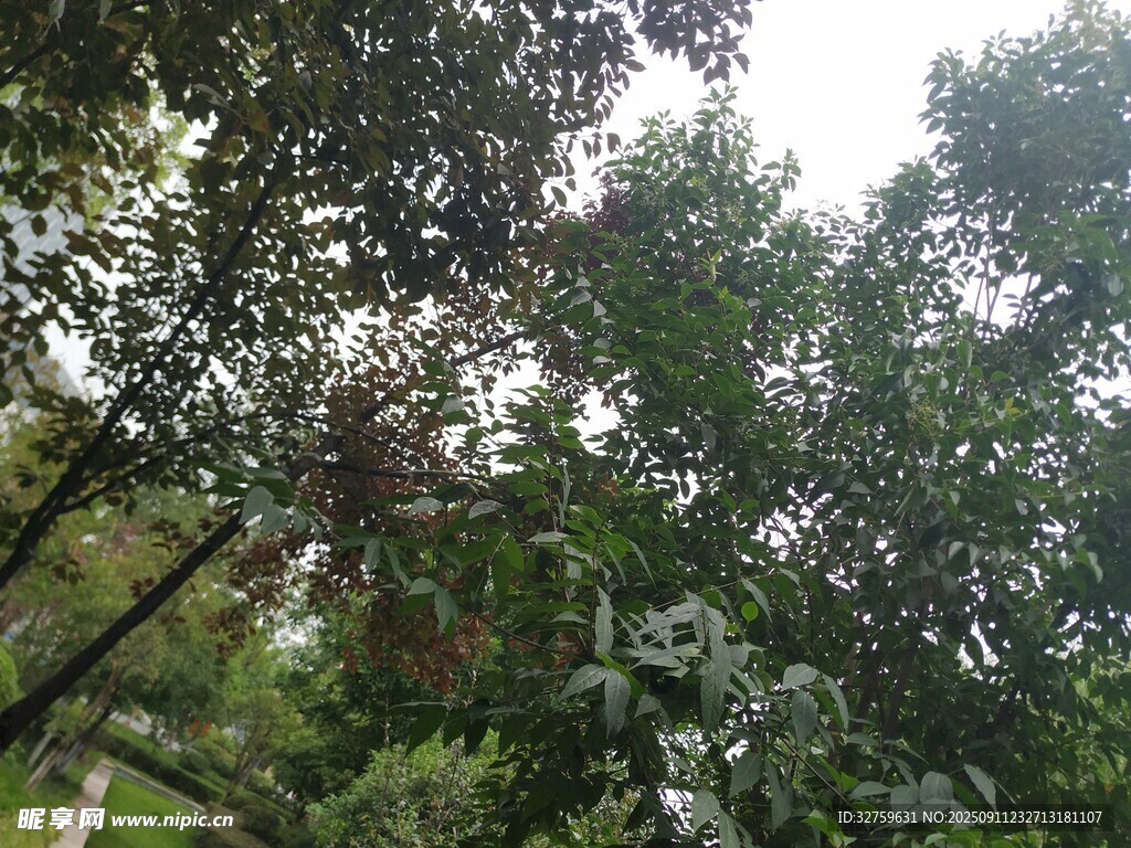 仰视茂密树林绿意盎然