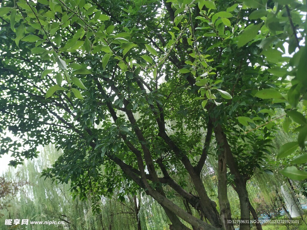 夏日繁茂绿树景观
