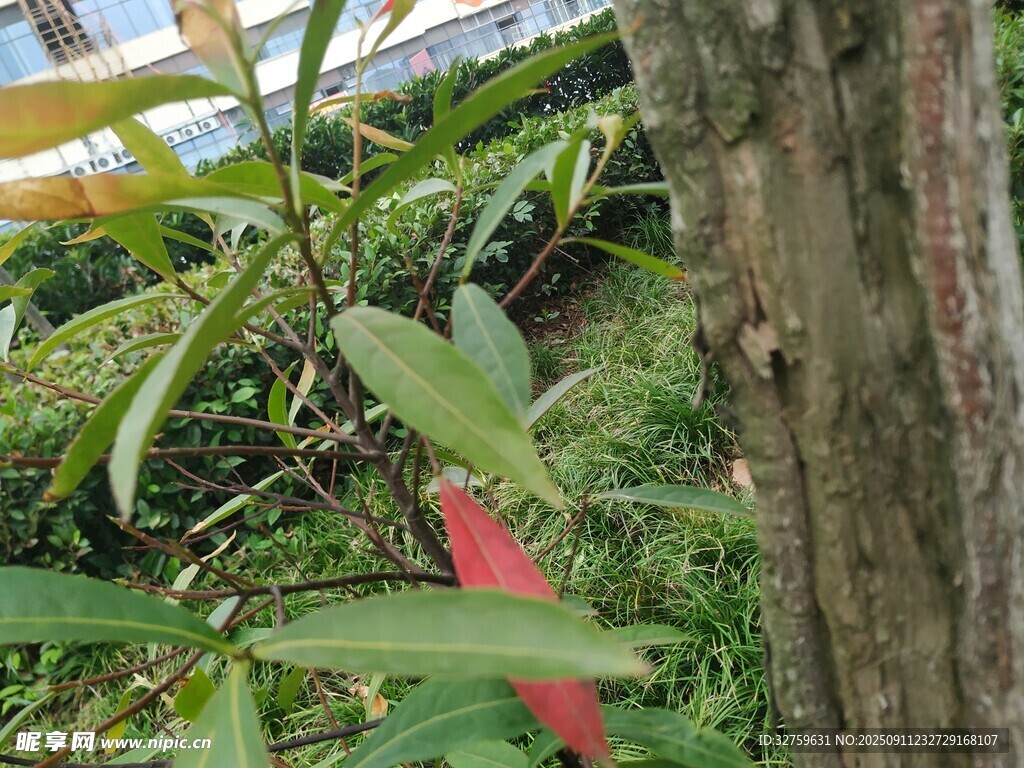 繁茂绿植中的艳丽花朵