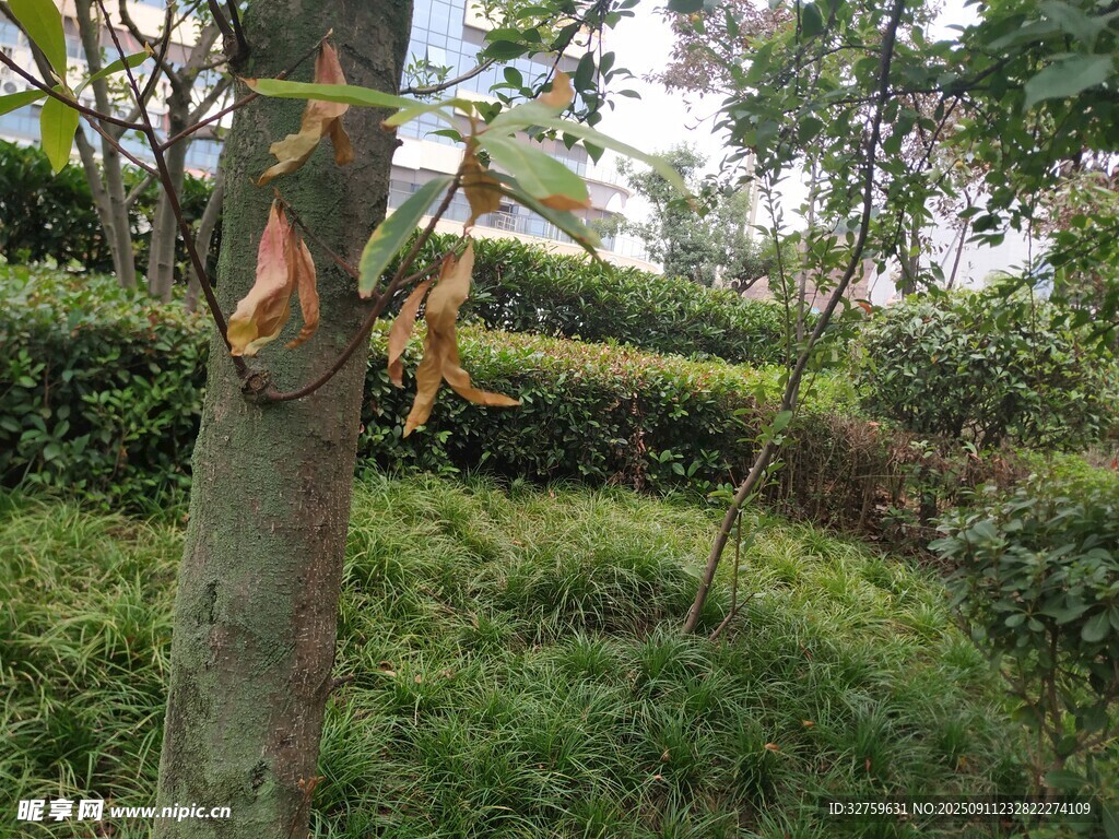 树干旁的绿植景观