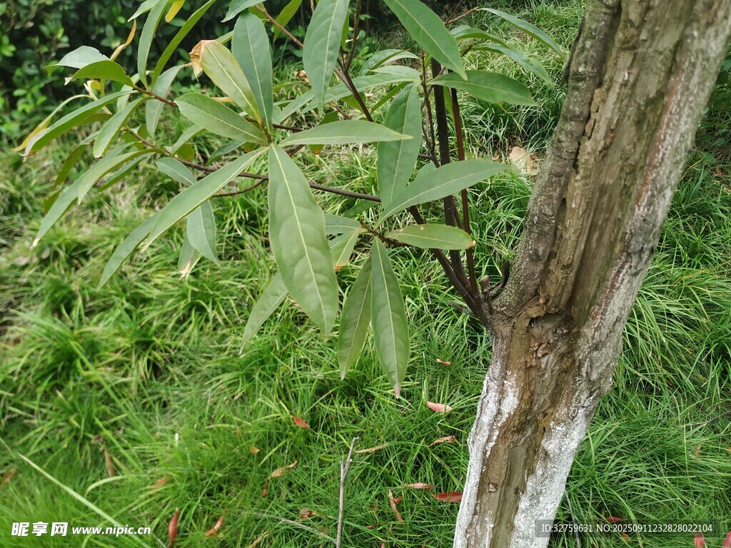 树干旁的繁茂绿色植物