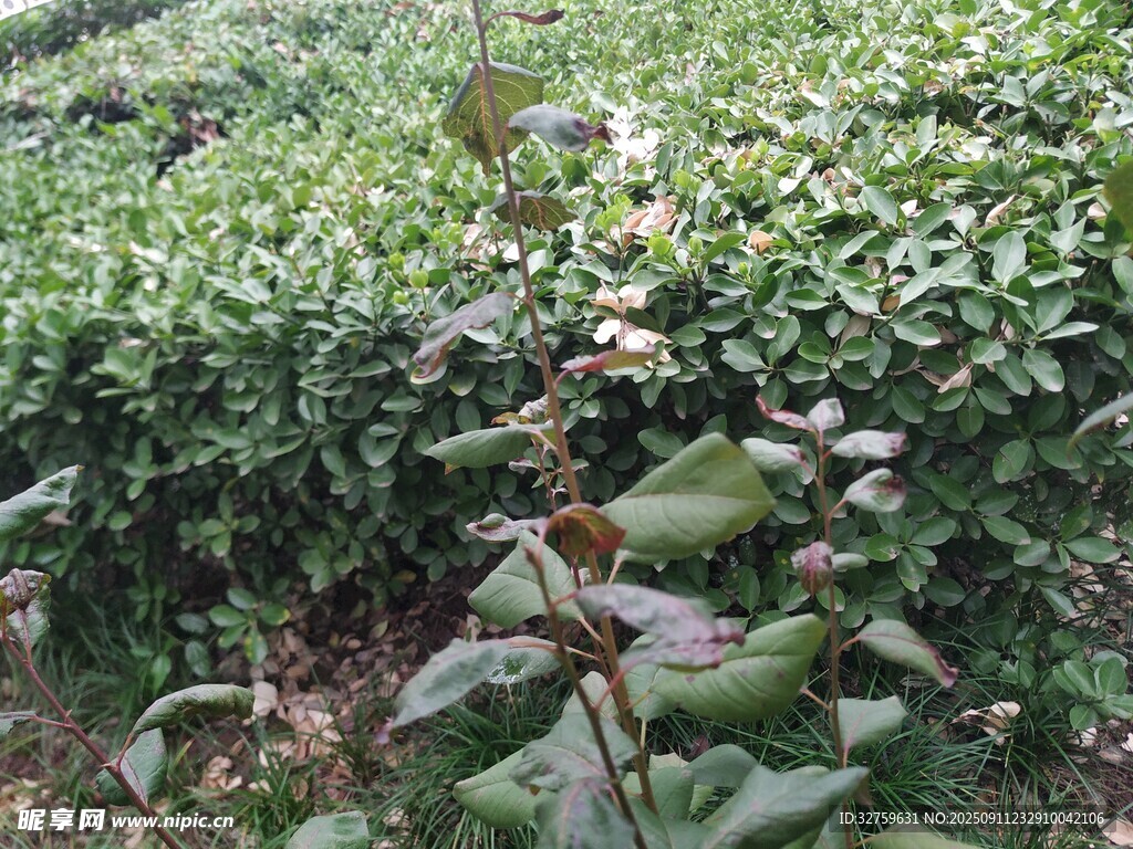 绿叶丛中的植物特写