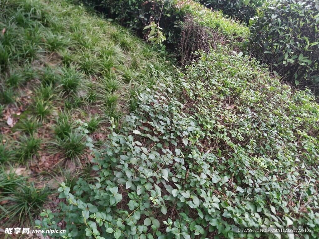 山坡上的繁茂绿植