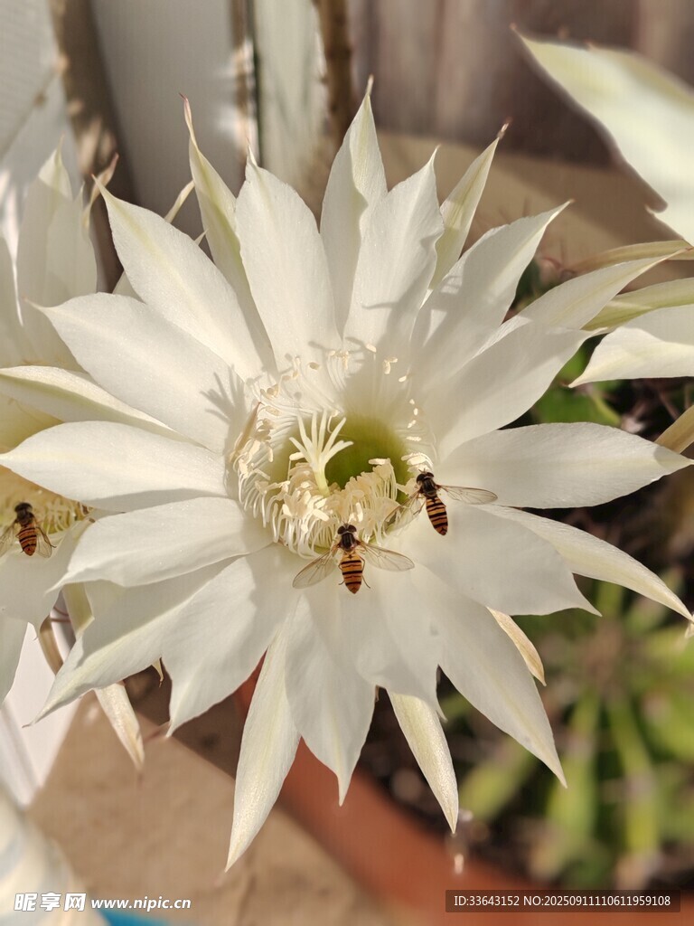 盛开的白色仙人掌花