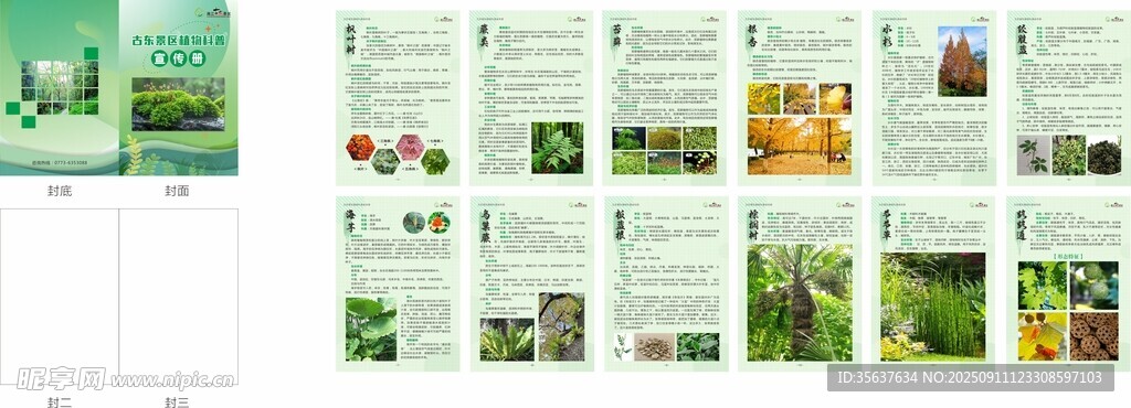 多样绿植宣传页展示