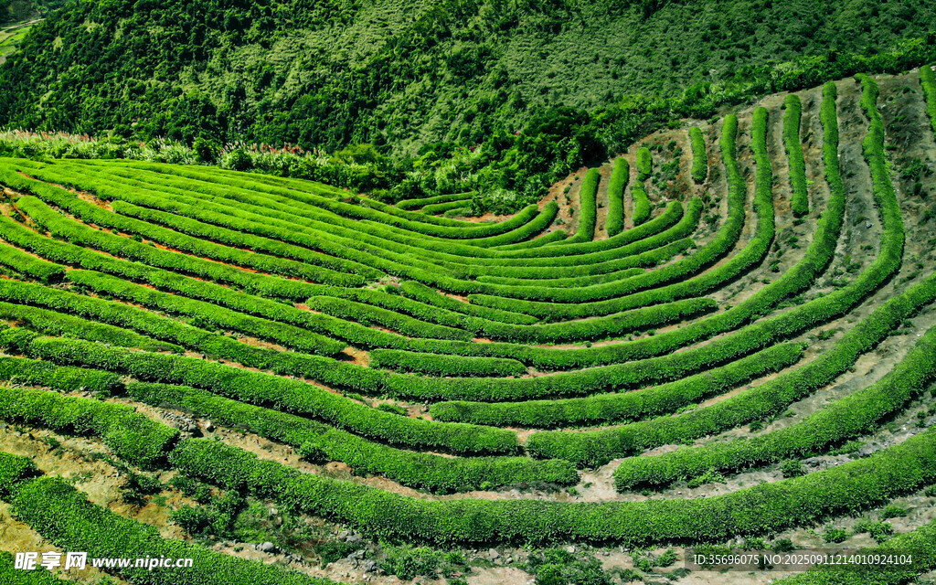 航拍网红长龙茶山