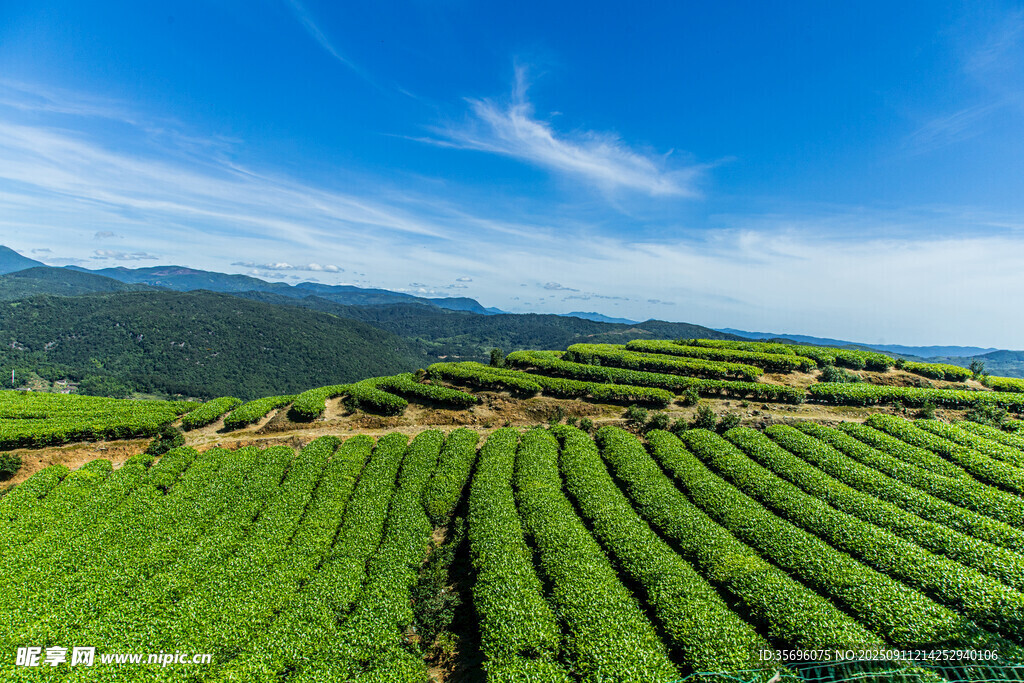 福州网红长龙茶山