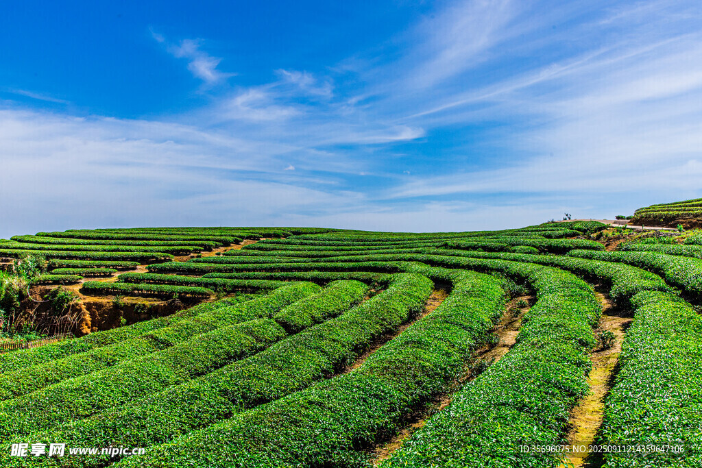 翠绿梯田茶园美景