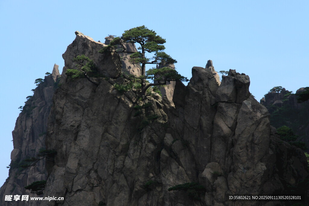 黄山奇峰上的孤松