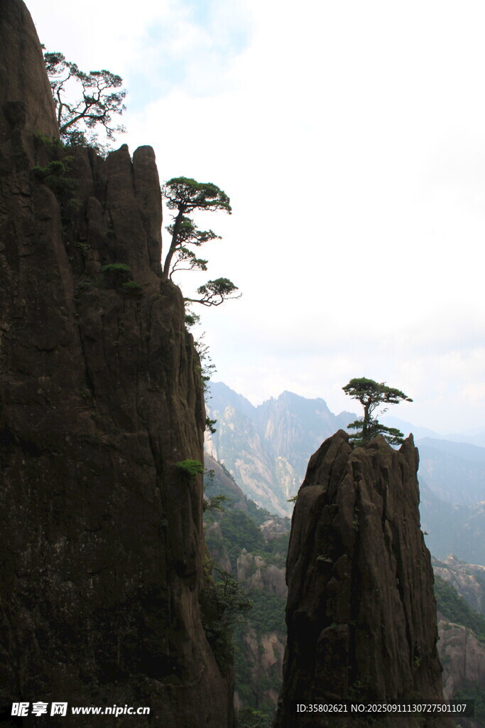 黄山奇峰上的挺拔松树