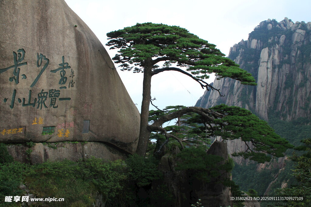 黄山奇峰旁的秀丽松树