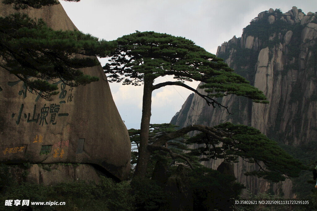 黄山奇峰间的挺拔松树