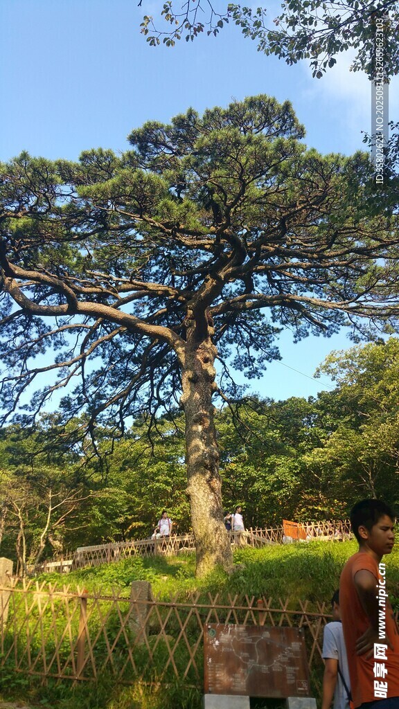 古老大树下的静谧场景