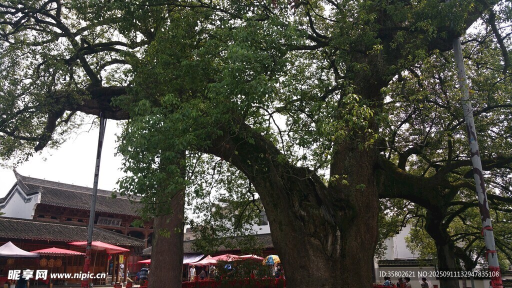 古树下的传统街景