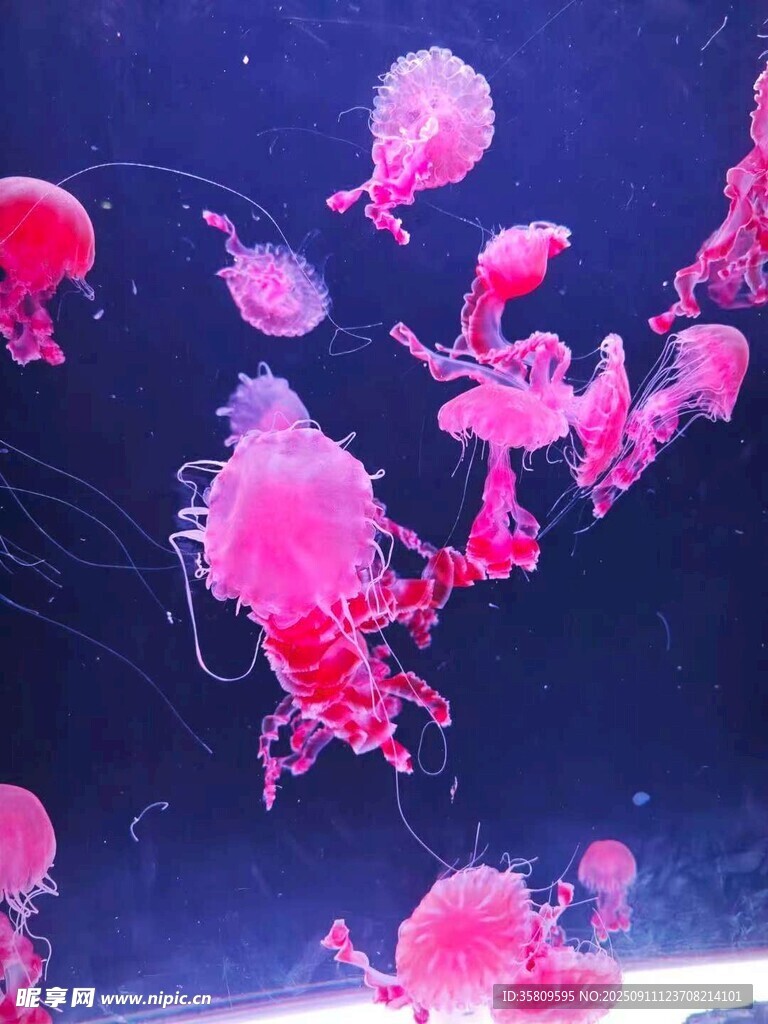 梦幻粉色水母在水中游动