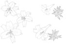 百合花卉线稿图案设计素材
